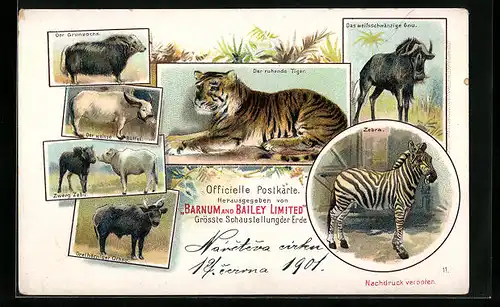 Lithographie Zirkus, der ruhende Tiger, Zebra, der Grunzochse, Zwerg Zebu