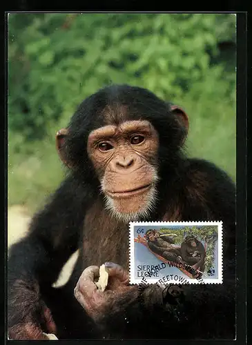 Maximum-AK Sierra Leone, Ein Schimpanse mit Schmolllippen