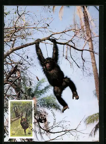 Maximum-AK Sierra Leone, Ein Schimpanse hängt ab