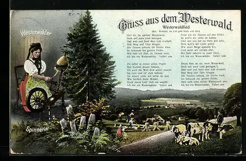 AK Westerwald, Spinnerin in Tracht und Landschaftsbild mit Kühen