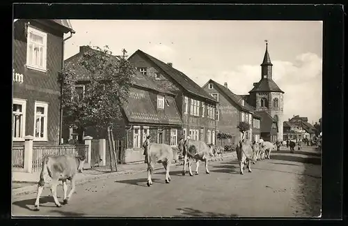 AK Neustadt /Rstg., Strassenpartie mit Rinder-Herde
