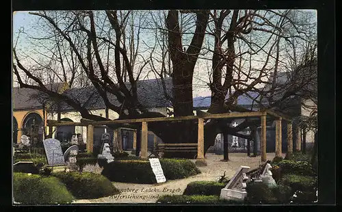 AK Annaberg / Sächs. Erzgeb., Auferstehungslinde auf dem Friedhof