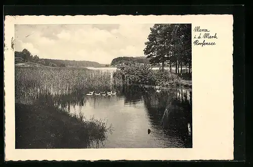 AK Menz, Blick auf den Roofensee, Enten