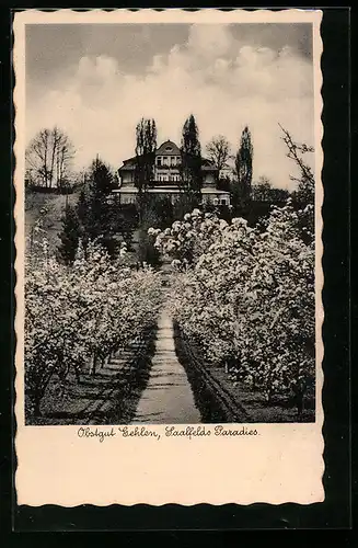 AK Saalfeld Thür. Wald, Obstgut Gehlen