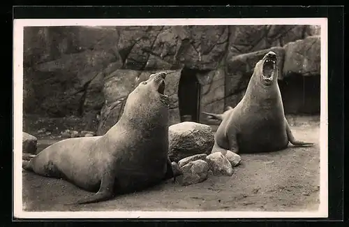 AK Altona-Stellingen Hamburg, Hagenbecks Tierpark, See-Elefanten