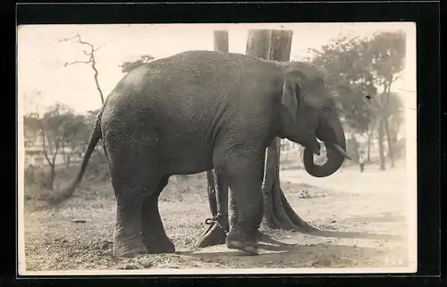 Foto-AK Elefant mit Fusskette im Freien