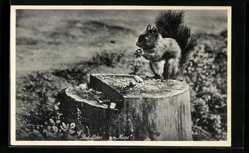AK Bad Elster, Eichhörnchen Hans beim Verzehr einer Nuss