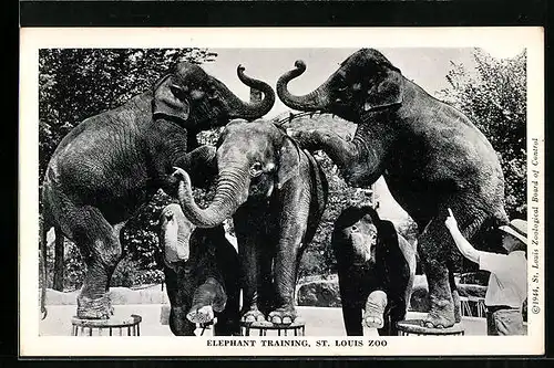 AK St. Louis, Elefanten bei akrobatischem Kunststück im Zoo