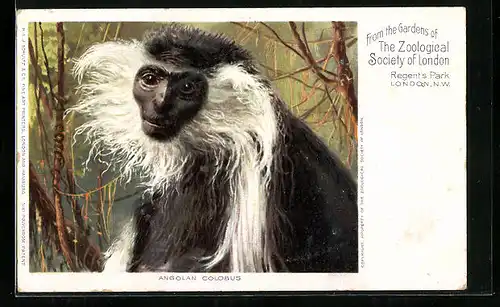 AK London / N. W., From the Gardens of The Zoological Society, Regent`s Park, Angolan Colobus, Affe