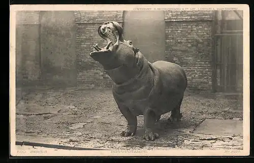 AK Nilpferd mit aufgerissenem Maul in einem Zoo