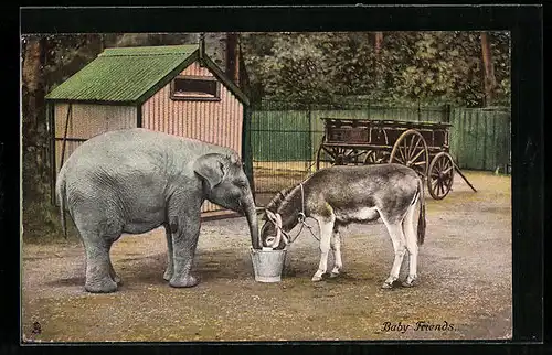 AK Elefant und Esel trinken gemeinsam aus einem Eimer