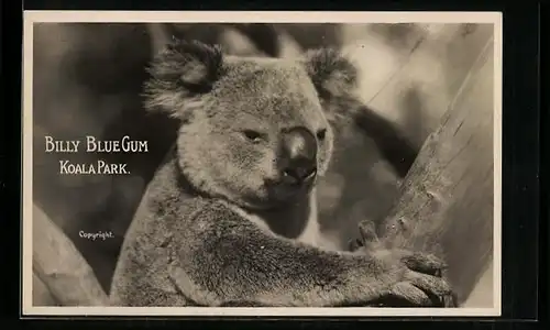 AK Koala an einem Kletterbaum im Koala Park, Billy Blue Gum