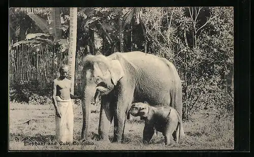 AK Colombo, Elefant mit Jungem und Wärter