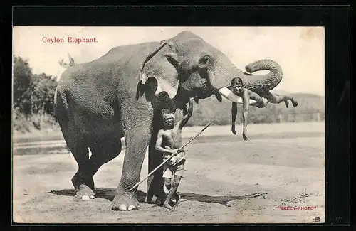 AK Ceylon / Sri Lanka, Einheimische kümmern sich um einen Elefanten