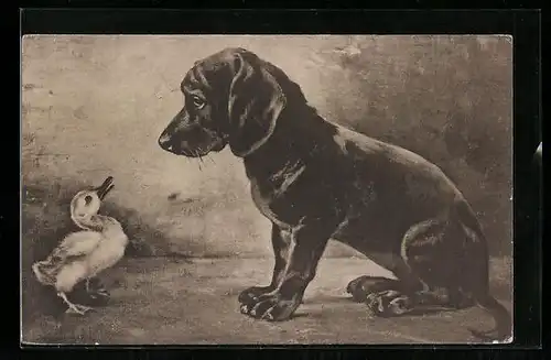 AK Dackel und Entenküken vis-a-vis
