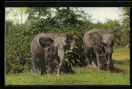 AK New York, Zoological park, East Africans Elephants