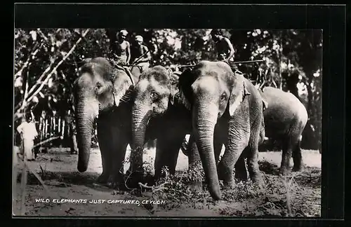 AK Ceylon, Wild Elephants Just Captured