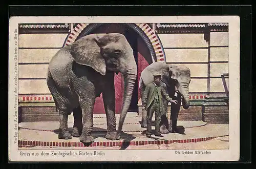 AK Berlin, Zoologischer Garten, Elefanten