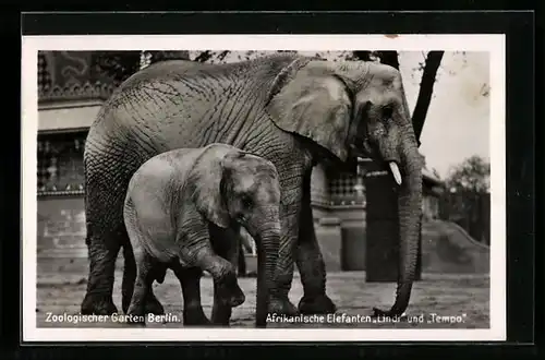 AK Berlin, Zoologischer Garten, Afrikanische Elefanten Lindi und Tempo