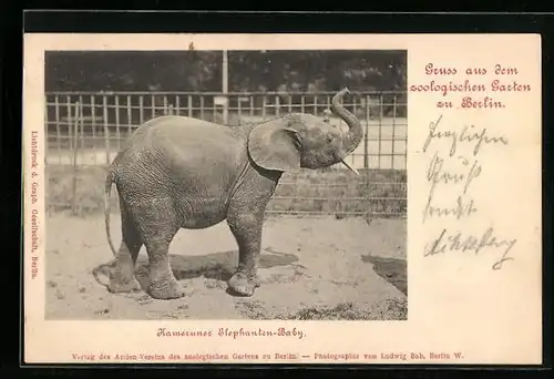 AK Berlin, Kameruner Elefanten-Baby im Zoo