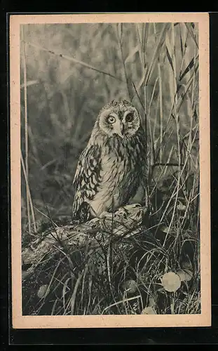 AK Eule versteckt sich zwischen den hohen Gräsern