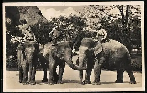 AK Hamburg-Stellingen, Indische Elefanten in Hagenbecks Tierpark, mit Turbanträgern auf dem Rücken