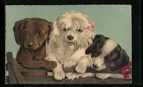 Künstler-AK Drei Hundewelpen mit Schleifen, Dackel