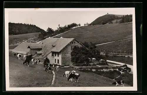 AK Weissenstein, Wirtschaft zum Sennhaus, Weidende Rinder