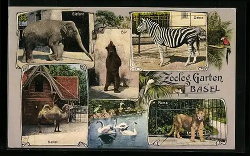 AK Basel, Zoologischer Garten, Elefant, Zebra, Kamel