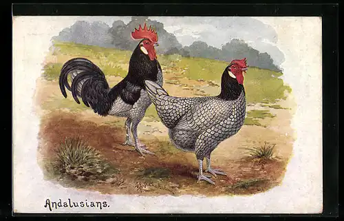 Künstler-AK Hühner Andalusians