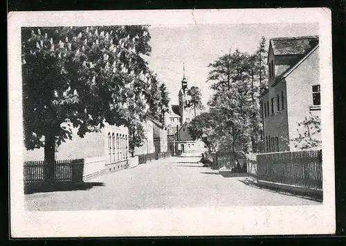 AK Stenn b. Zwickau, Strassenpartie mit Bäumen