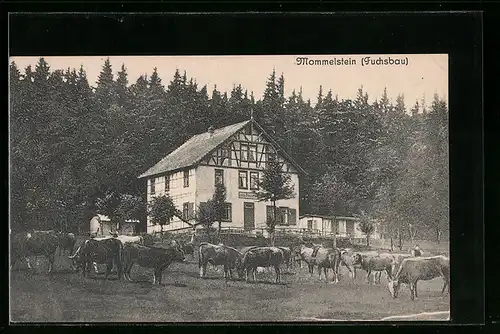 AK Mommelstein, Gasthaus zum Fuchsbau mit Kuhherde und Waldblick