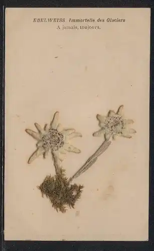 Trockenblumen-AK Edelweiss, Immortelle des Glaciers, A jamais, toujours, echte getrocknete aufgeklebte Blumen