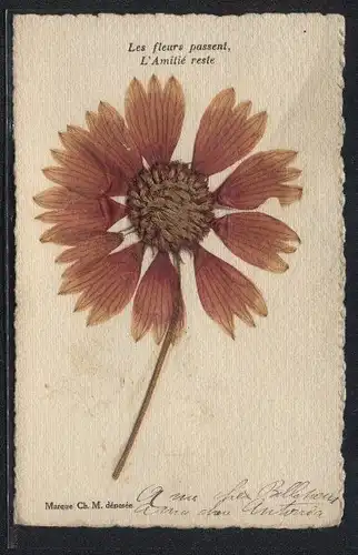 Trockenblumen-AK Les fleurs passent, L`Amitie reste, Eine einzelne Blüte in voller Schönheit