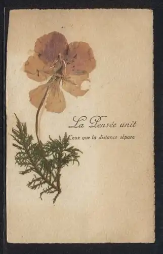 Trockenblumen-AK La Pensee unit, Ceux que la distance separe, Einzelne aufgeklebte Blume