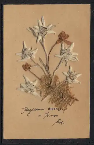 Trockenblumen-AK Ein Alpengruss mit Edelweiss, echte getrocknete aufgeklebte Blume