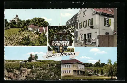 AK Osthofen /Rhein, F. u. M. Kowalinski Schreibwaren u. Bürobedarf, Weinplantagen