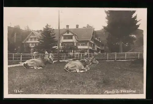 AK Nesslau, Partie bei Nesslau, Ruhende Kühe auf der Weide