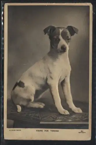 Glasaugen-AK Young Fox Terrier