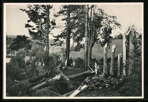 AK La Chaux-de-Fonds, Les Crosettes, Abgeknickte Bäume nach dem Unwetter am 23. August 1939