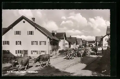 AK Bad Wörishofen /Allg., Hauptstrasse mit Kühen