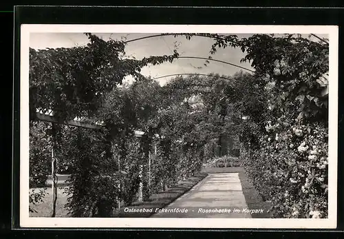 AK Eckernförde, Rosenhecke im Kurpark