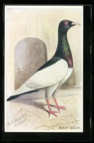 Künstler-AK Taube der Art Black Magpie