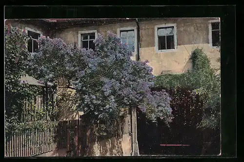 Künstler-AK Photochromie Nr. 2190: Blühender Flieder vor einem Haus