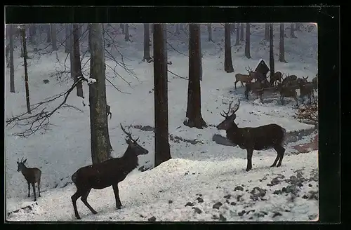 Künstler-AK Photochromie Nr. 2382: Wildfütterung im Winter