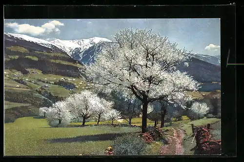 Künstler-AK Photochromie Nr. 2712: Obstblüte in Tirol
