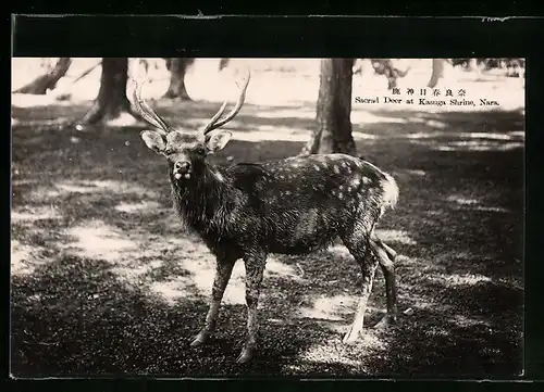 AK Nara, Sacred Deer at Kasuga Shrine