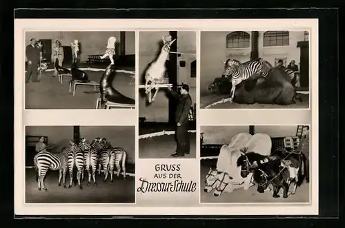 AK Hamburg-Stellingen, Carl Hagenbeck`s Tierpark, Dressur-Schule mit Zebras, Seerobben und Lama