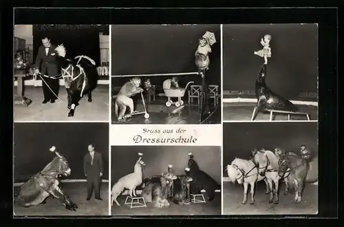 AK Hamburg-Stellingen, Carl Hagenbeck`s Tierpark, Dressur-Schule mit Affen, Seerobben und Ponys