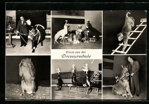 AK Hamburg-Stellingen, Carl Hagenbeck`s Tierpark, Dressur-Schule mit Seerobben, Affen und Pony